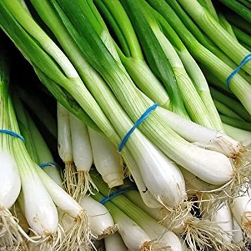Spring Onion 1 bunch