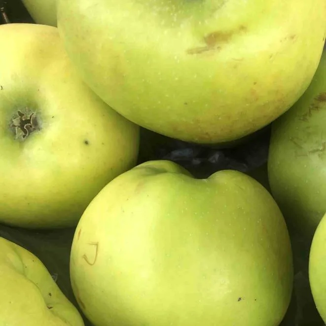 Cooking apples 500g