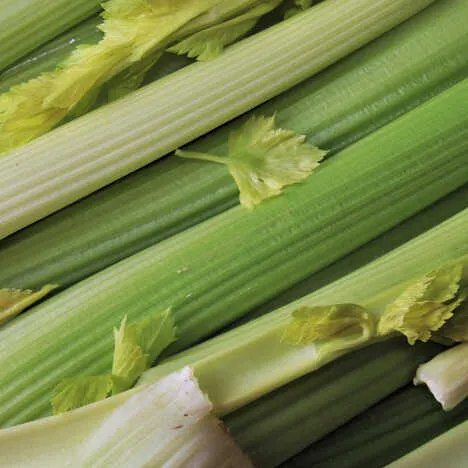 Celery x 1 bunch
