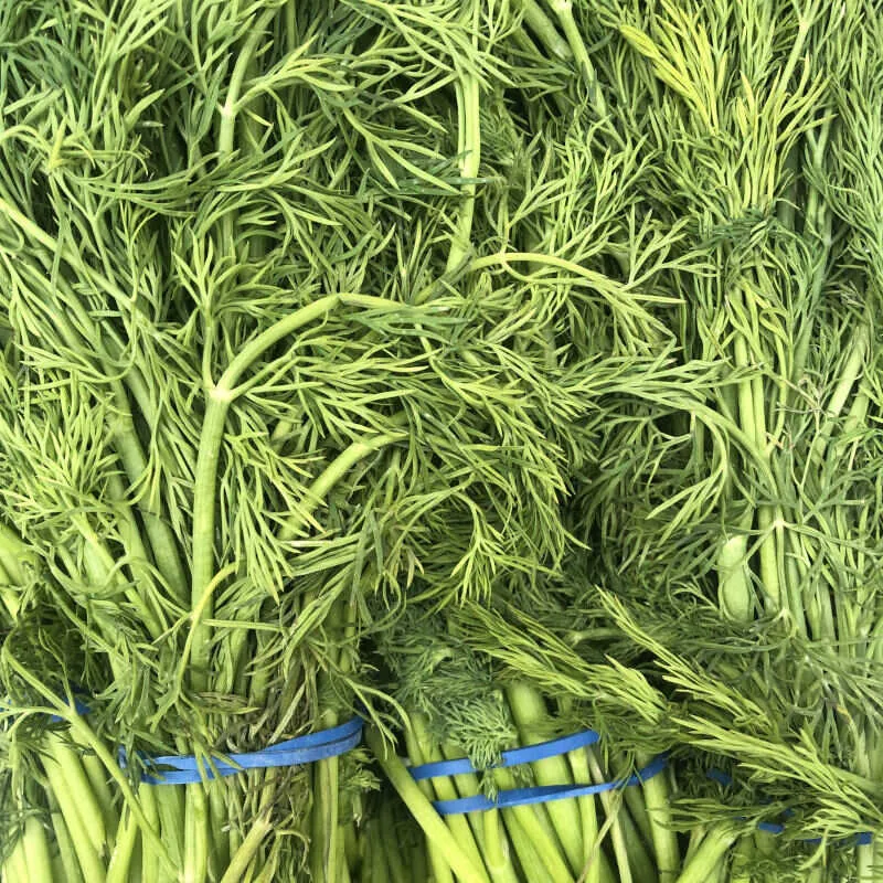 Fresh Dill 1 bunch