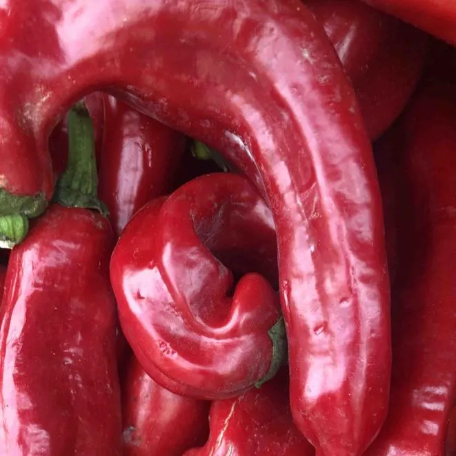 Jalapeno pepper x 2