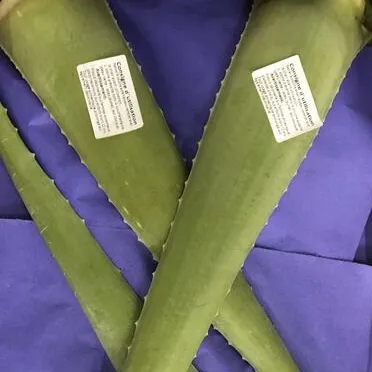 Organic Aloevera leaf