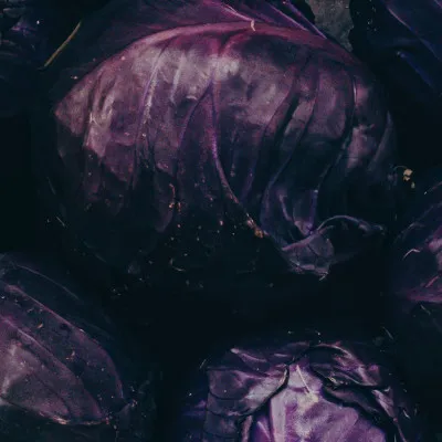 Purple Cabbage x 1