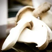 Eringi 500g