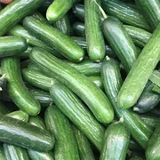 Mini Cucumber x 3