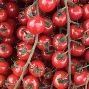 Cherry Tomatoes 125g