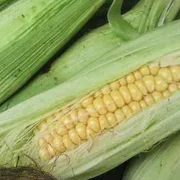 Corn on the cob  x 1