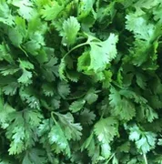 Flat Leaf Parsley x 1 bunch