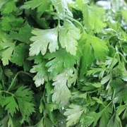 Bunch Fresh Coriander