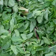 Fresh Mint 1 x Bunch