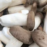 King Oyster mushroom 100g