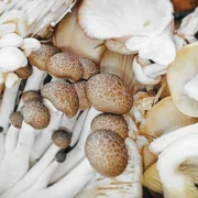 Mixed mushroom box