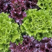 Oakleaf Lettuce small