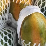 Papaya x 1