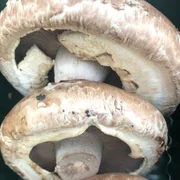 Portobello Mushroom