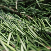 Rosemary x 1 bunch