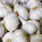 Spanish Garlic x 2 bulbs
