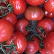 Vine Tomatoes 500g