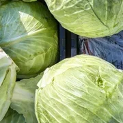 White Cabbage x 1