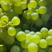 White Grapes 500g