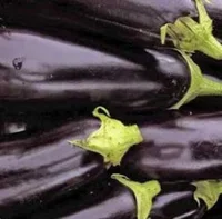 Aubergine x 1