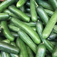 Mini Cucumber x 3