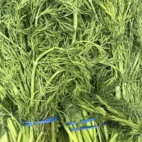 Fresh Dill 1 bunch
