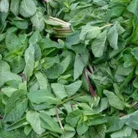 Fresh Mint 1 x Bunch