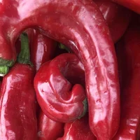 Jalapeno pepper x 2