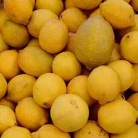 Lemons x 3
