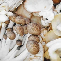 Mixed mushroom box
