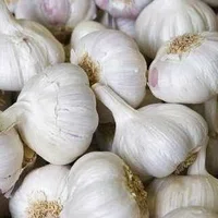 Spanish Garlic x 2 bulbs