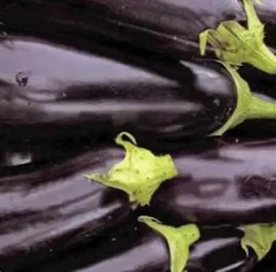 Aubergine x 1