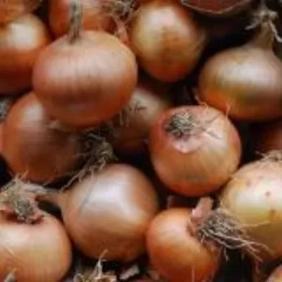 Organic Onions 1kg