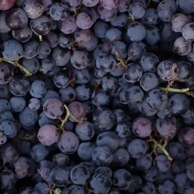 Black Grapes 500g