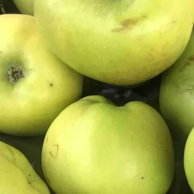 Cooking apples 500g