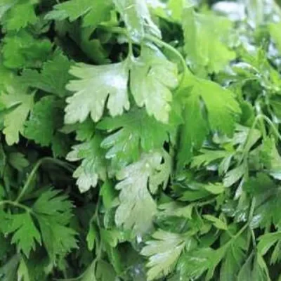 Bunch Fresh Coriander