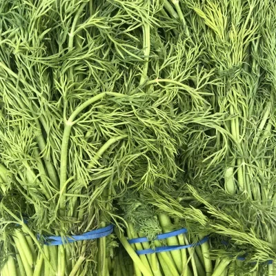 Fresh Dill 1 bunch