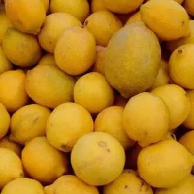 Lemons x 3