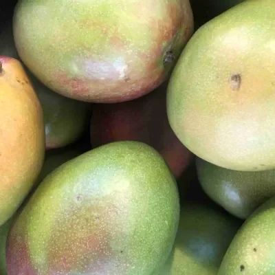 Mango  Brazil x 1