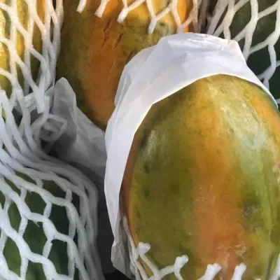 Papaya x 1