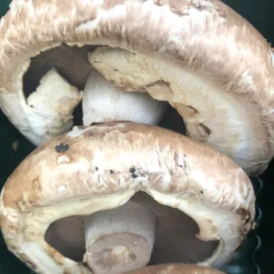 Portobello Mushroom