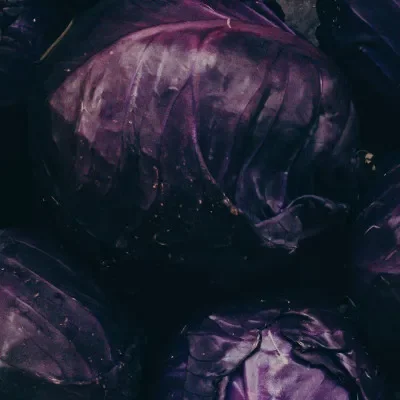 Purple Cabbage x 1