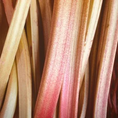 Rhubarb UK 500g