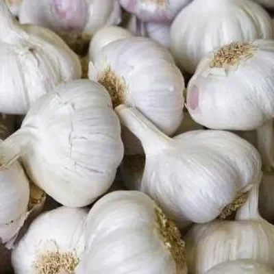 Spanish Garlic x 2 bulbs